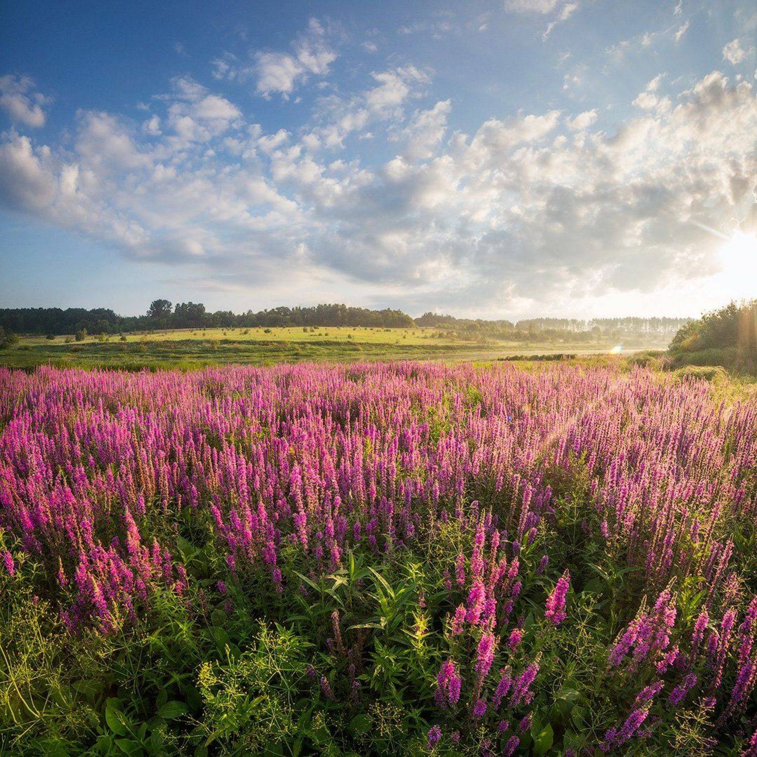 landscape, morning, flowers, sun, purple, пейзаж, утро, цветы, солнце, Голубев Дмитрий