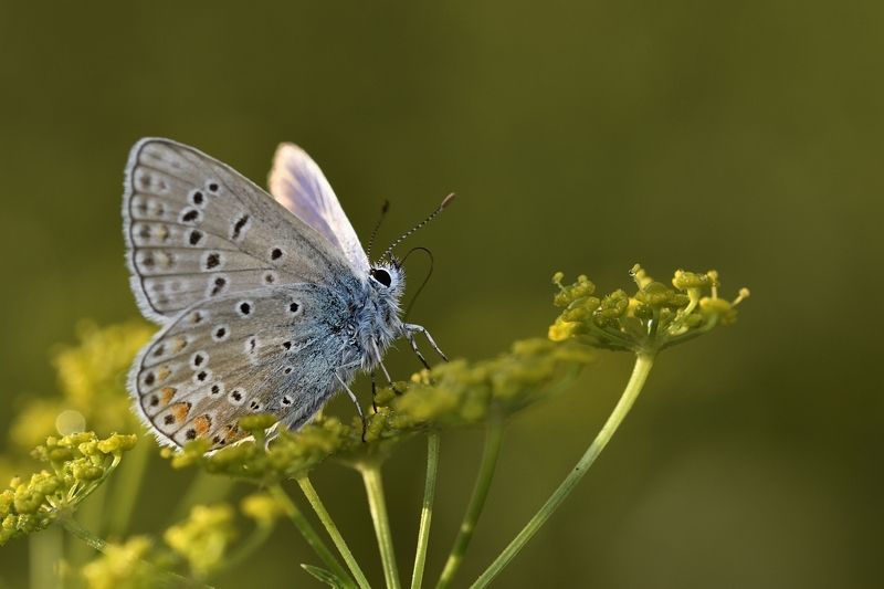 бабочка butterfly Cолнечный день 2photo preview