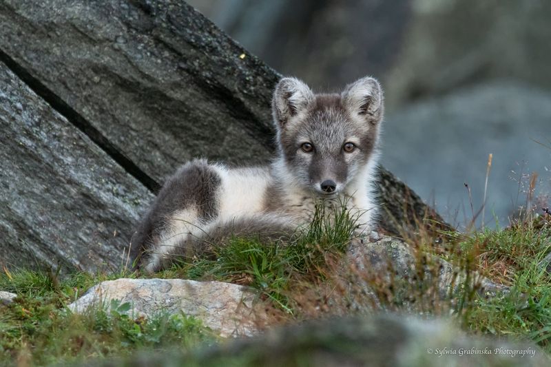 polar fox, arctic fox, fox, animals, wildlife, nature Arctic Foxphoto preview