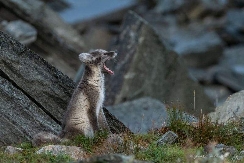 polar fox, arctic fox, fox, animals, wildlife, nature Yawningphoto preview