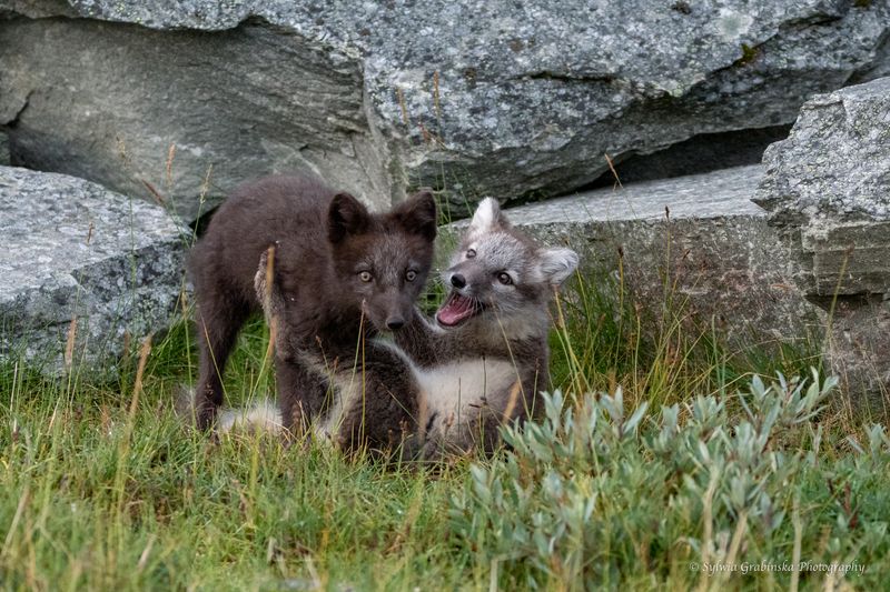 polar fox, arctic fox, fox, animals, wildlife, nature the fighting siblingsphoto preview