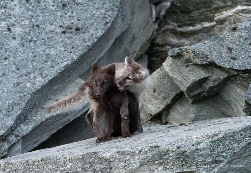 polar fox, arctic fox, fox, animals, wildlife, nature foxesphoto preview