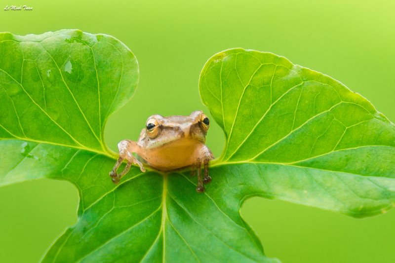 tree frog Hellophoto preview