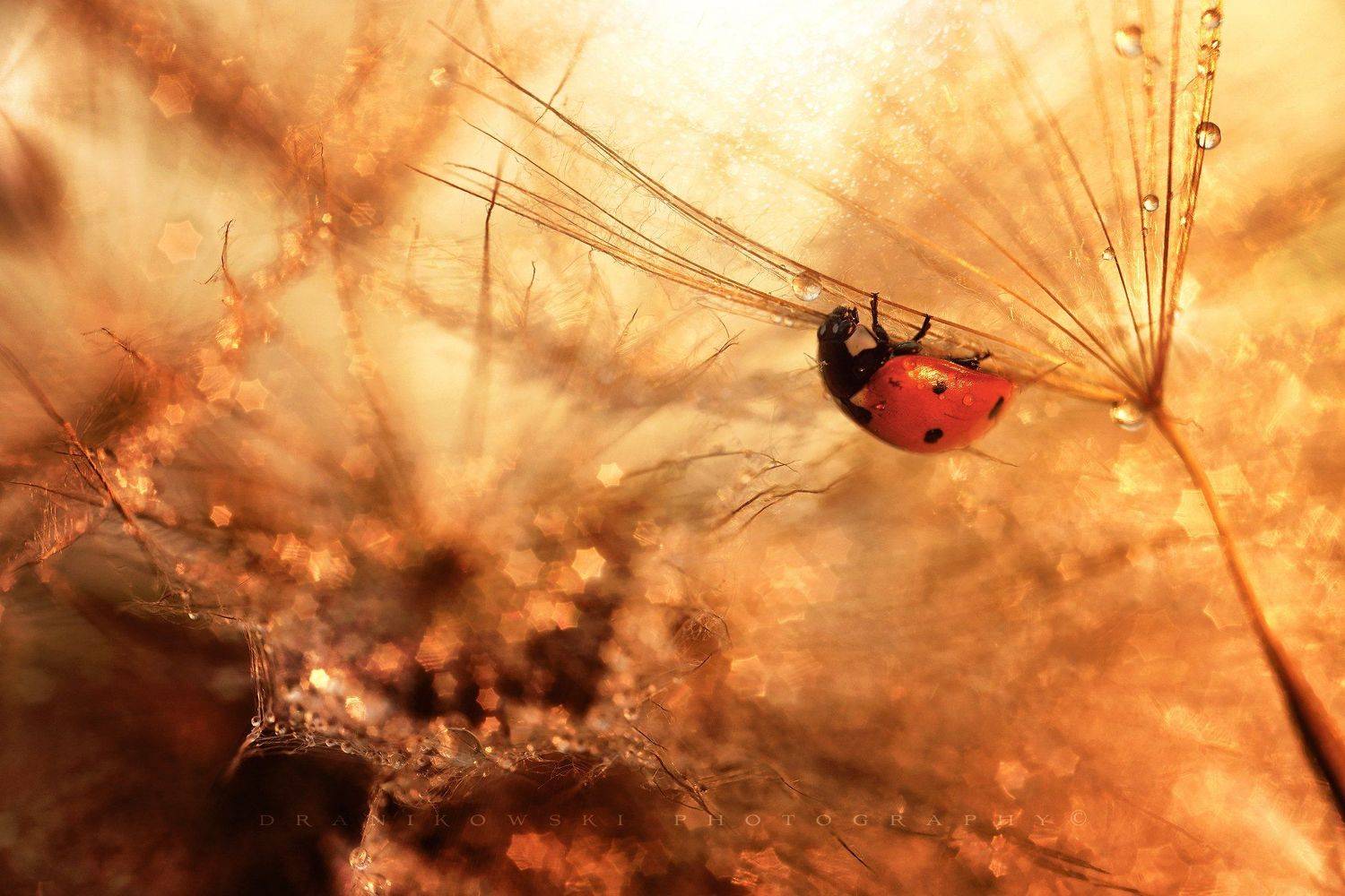 ladybird in the golden world. Автор: Radoslaw Dranikowski ladybug ladybird gold magic macro m42 volna bokeh biedronka dranikowski sunlight, Radoslaw Dranikowski