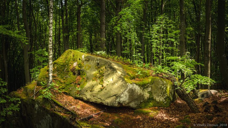 Лесная панорама. Карпаты (Покуття)photo preview