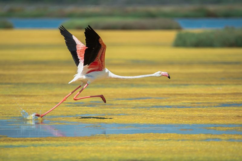 flamingo Walking on waterphoto preview