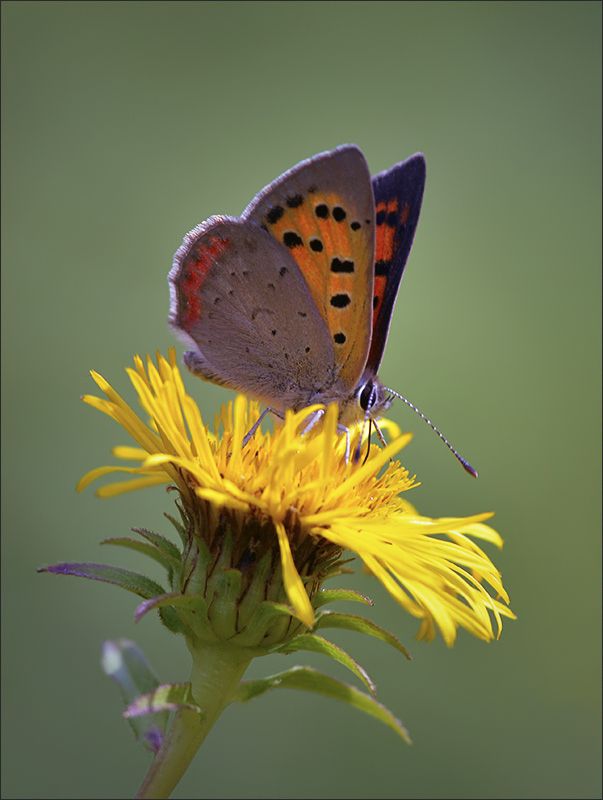бабочки Мотылёкphoto preview