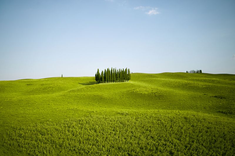 Кипарисовый лес фото превью