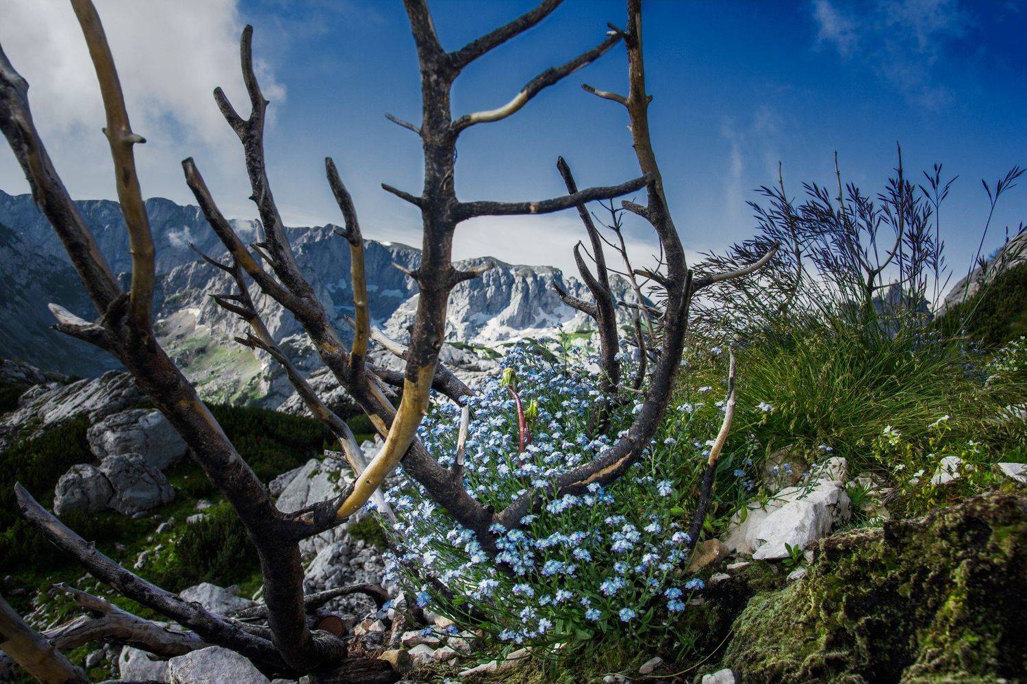 Flower of ashes. Автор: Марко Радовановић цветок, montenegro, durmitor, ясень, ветки, природа, альпийский, макро, огонь, умер, скалистый, красивый, национальный парк, flower, montenegro, durmitor, ash, branches, nature, alpine, macro, fire, died, rocky, beautiful, national park,, Марко Радовановић