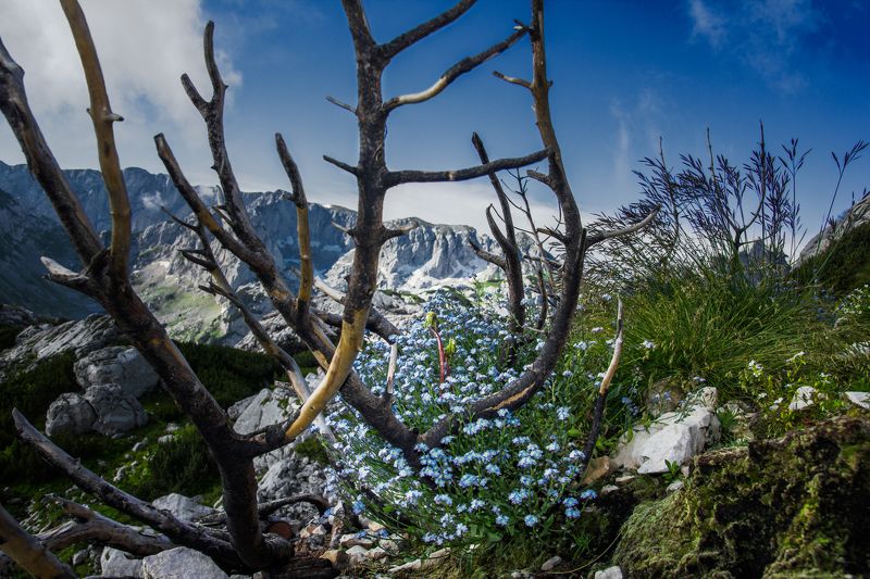 цветок, montenegro, durmitor, ясень, ветки, природа, альпийский, макро, огонь, умер, скалистый, красивый, национальный парк, flower, montenegro, durmitor, ash, branches, nature, alpine, macro, fire, died, rocky, beautiful, national park, Flower of ashesphoto preview