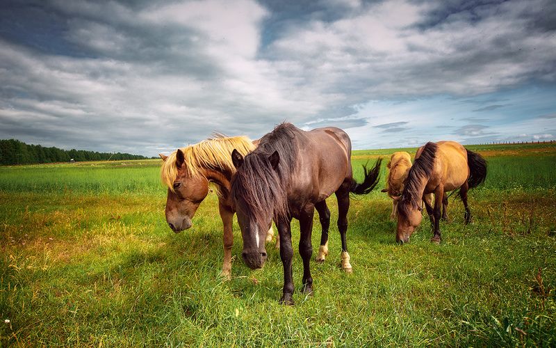 Природа,север,лошади,кони,Печора,КОМИ Сельская жизньphoto preview