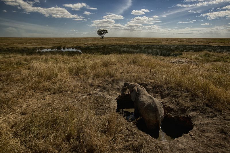 Трагедия в саваннеphoto preview