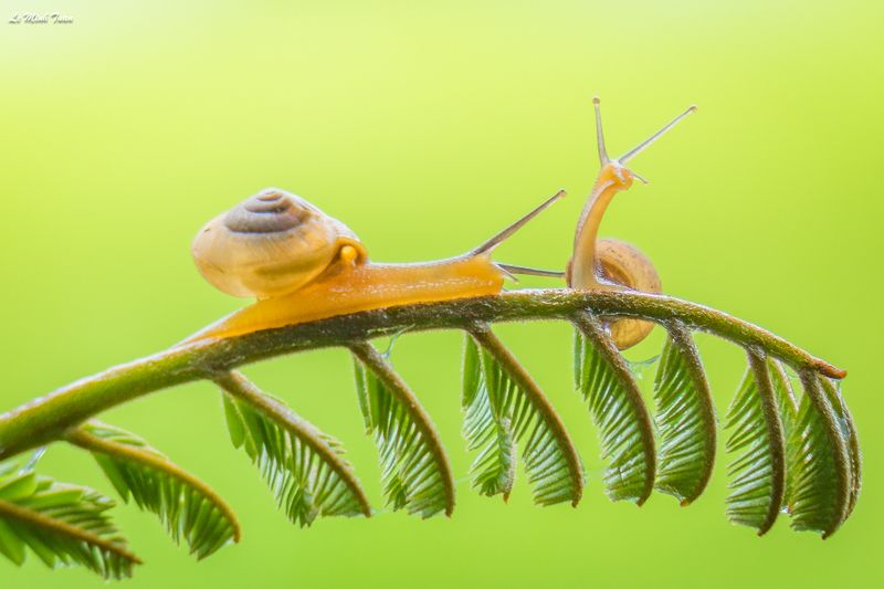 snails Snailsphoto preview