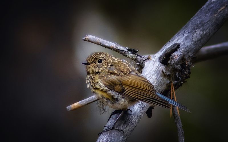 птицы,синехвостка,печора,коми,север Синехвосткаphoto preview
