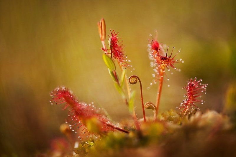 росянка, макропейзаж photo preview