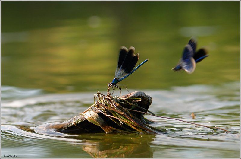 стрекозы, летние, игры, иду, на, таран photo preview