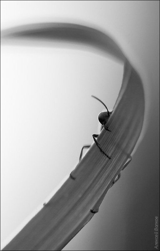 аммофила, песчаная photo preview