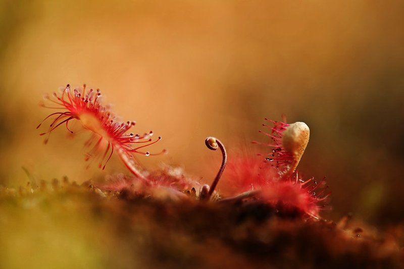 росянка, макропейзаж photo preview