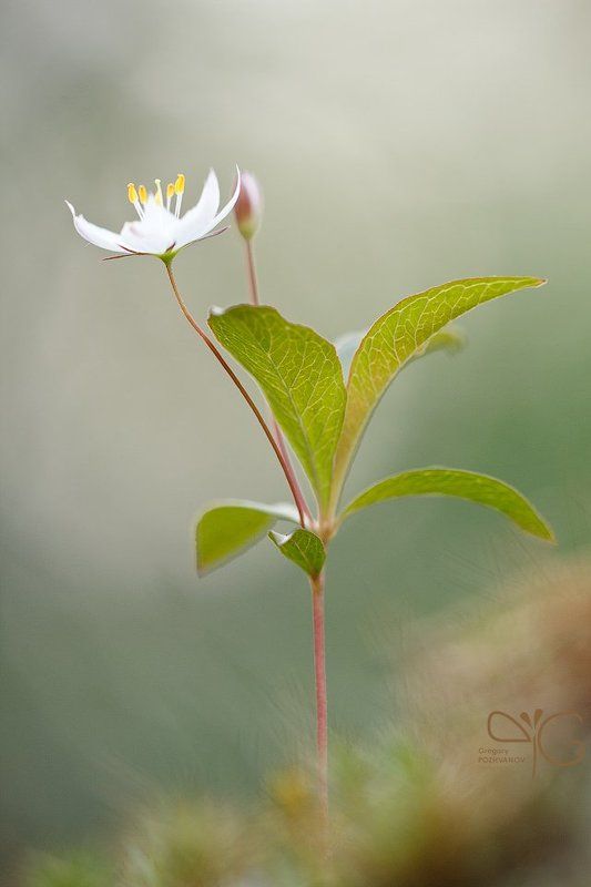 седмичник, trientalis, europaea, karelia, flower, flora, lehmalahti, white, белый, цветок, карелия, лехмалахти, флора photo preview