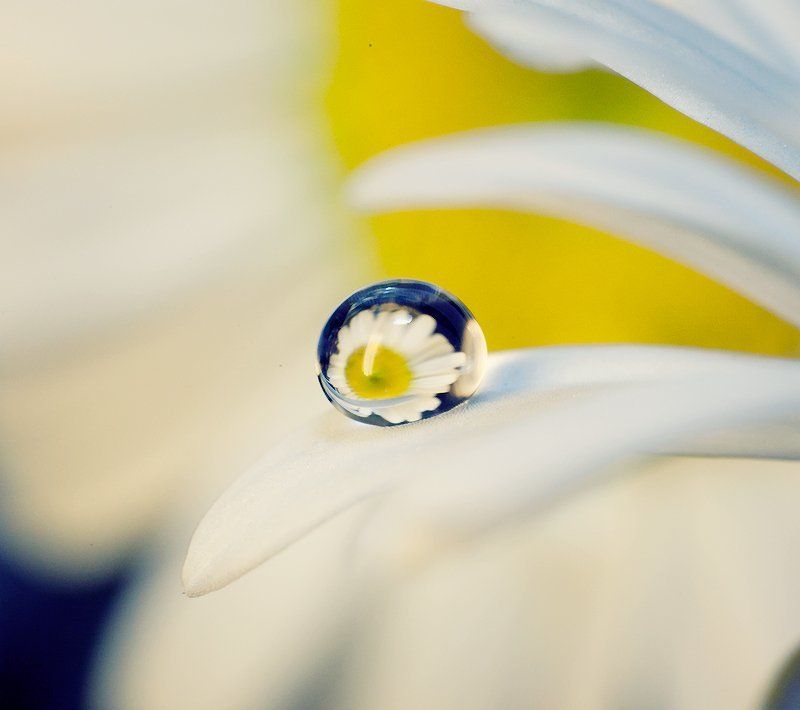 макро, ромашки, капли, вода, роса photo preview