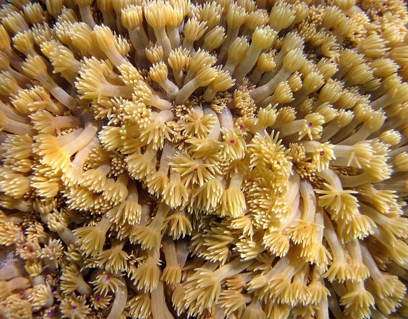 полип, коралл, героин, сон, наркоман, сказка, руки, вены, goniopora photo preview