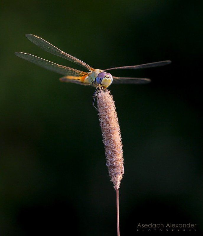 макро, стрекоза photo preview