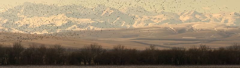 птицы, горы, скалистый хребет, кбр photo preview