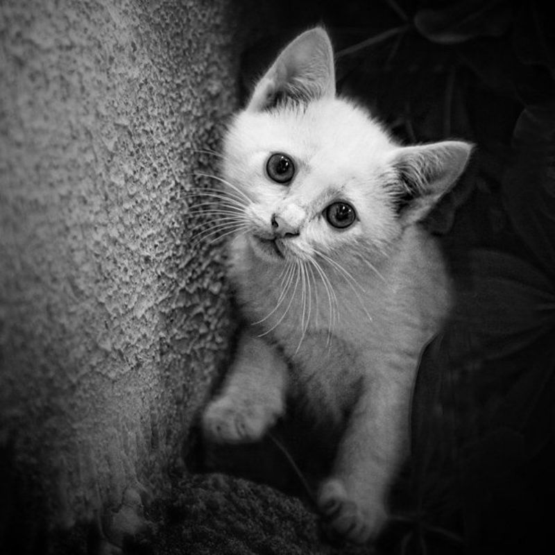 Любопытныйphoto preview