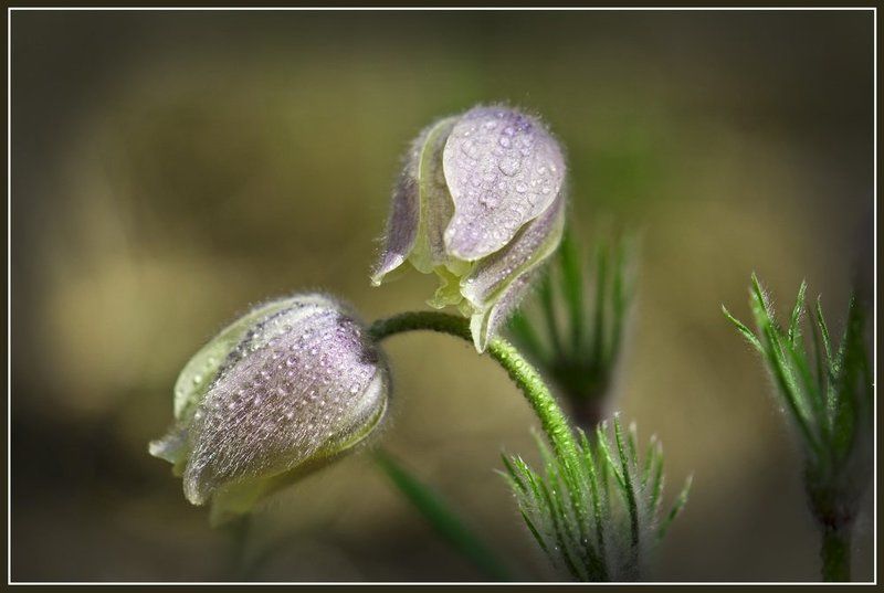 первоцвет, прострел, цветок photo preview