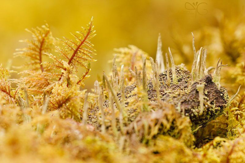 лишайник, мох, абстракция, макропейзаж, ло, каньон, река, лава photo preview