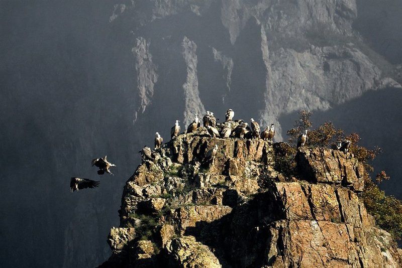 грифон photo preview