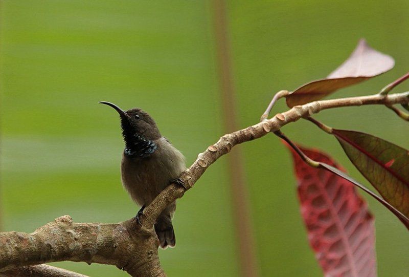 сейшельские острова, bird, seyshelles photo preview