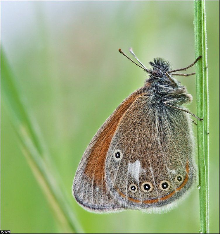 природа, бабочка, макро photo preview