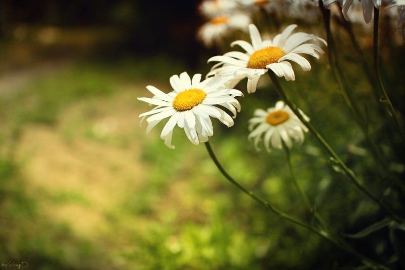 ромашки photo preview