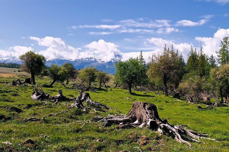 ok-photo, oleg kulakov, олег кулаков, июнь, на северо-чуйском, горы, алтай, , горный алтай photo preview
