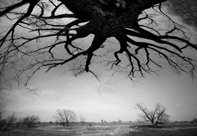 дерево, природа, пейзаж, панорама, чб, жанр photo preview