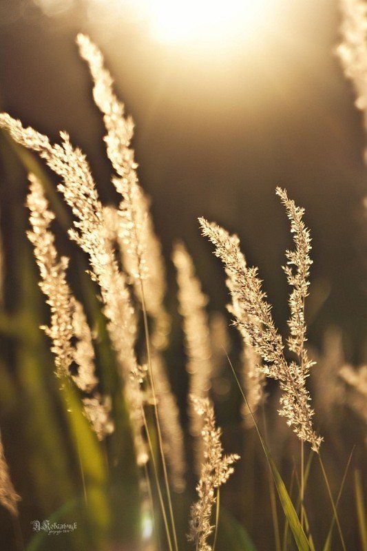 , небо, пух, лето, поле, красное, солнце, свет, закат, пейзаж, трава photo preview