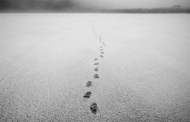 bear, footprint, snow, cold, trace photo preview