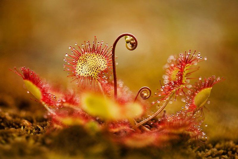 росянка, макропейзаж photo preview