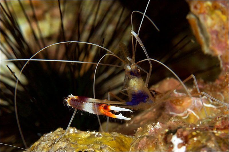 underwater, similan, islands, coral, shrimp photo preview