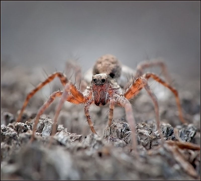 , насекомые, паук, макро photo preview