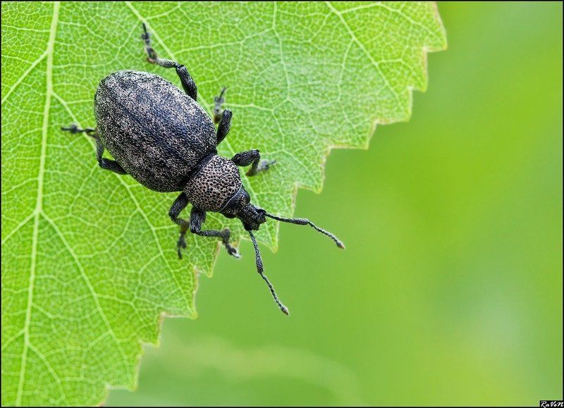 макро photo preview