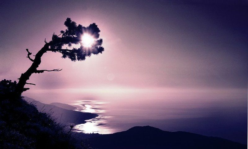 пейзаж, море, крым, солнце, дерево, рассвет  фото превью