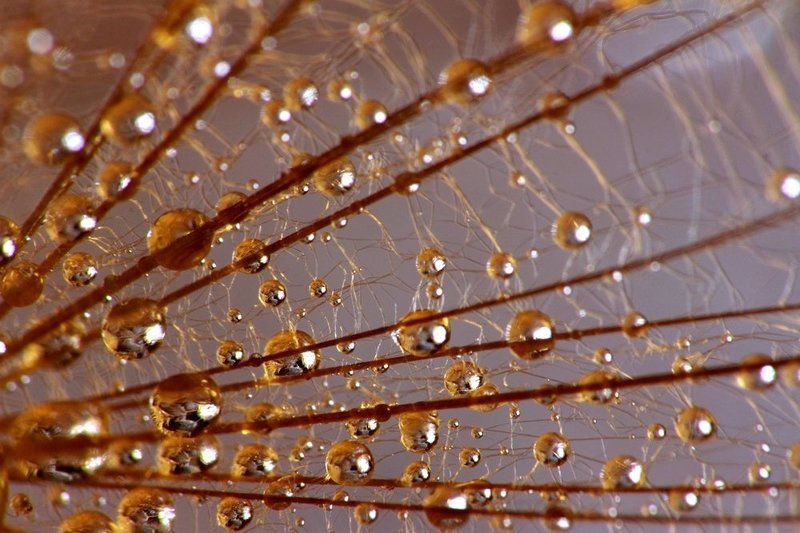 макро photo preview