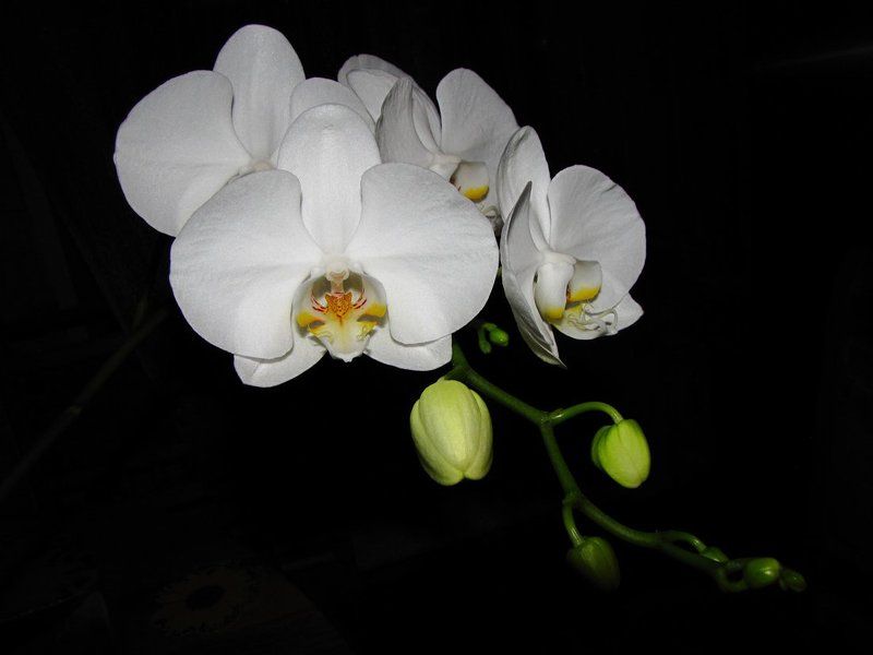 красота, цветение, орхидея  фото превью