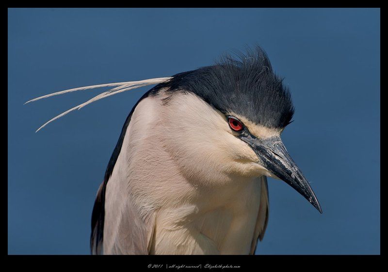израиль, heron, night, crowned, black, кваква Кваква - Black - crowned Night Heronphoto preview