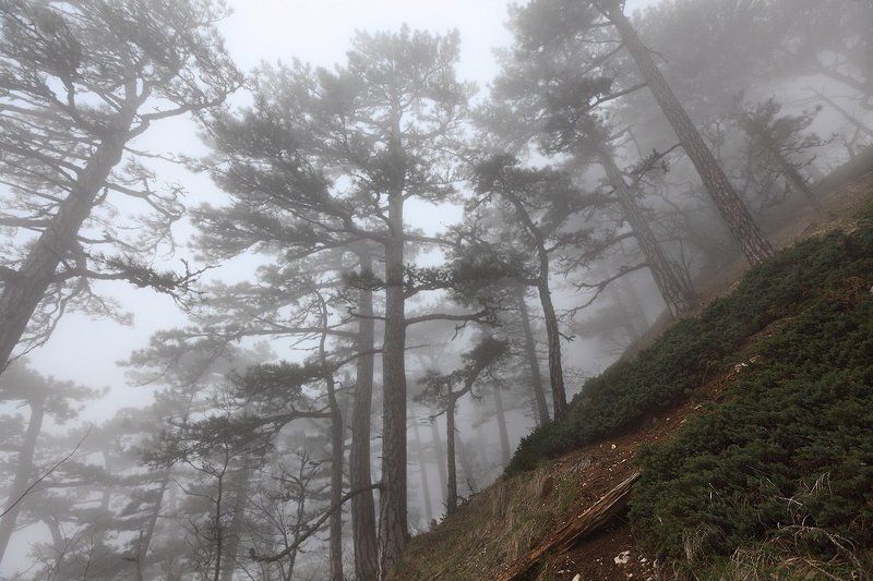 лес, туман, крым photo preview