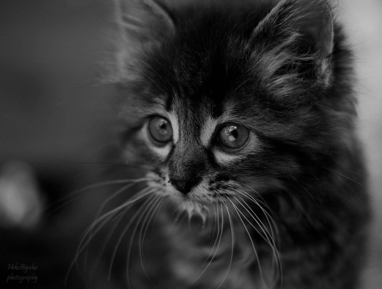 Автор: Мамакова Анжелика domesticated, animals, cats, pets, домашние, животные, коты, кот, кошка, котенок, kitten, kitty, Мамакова Анжелика