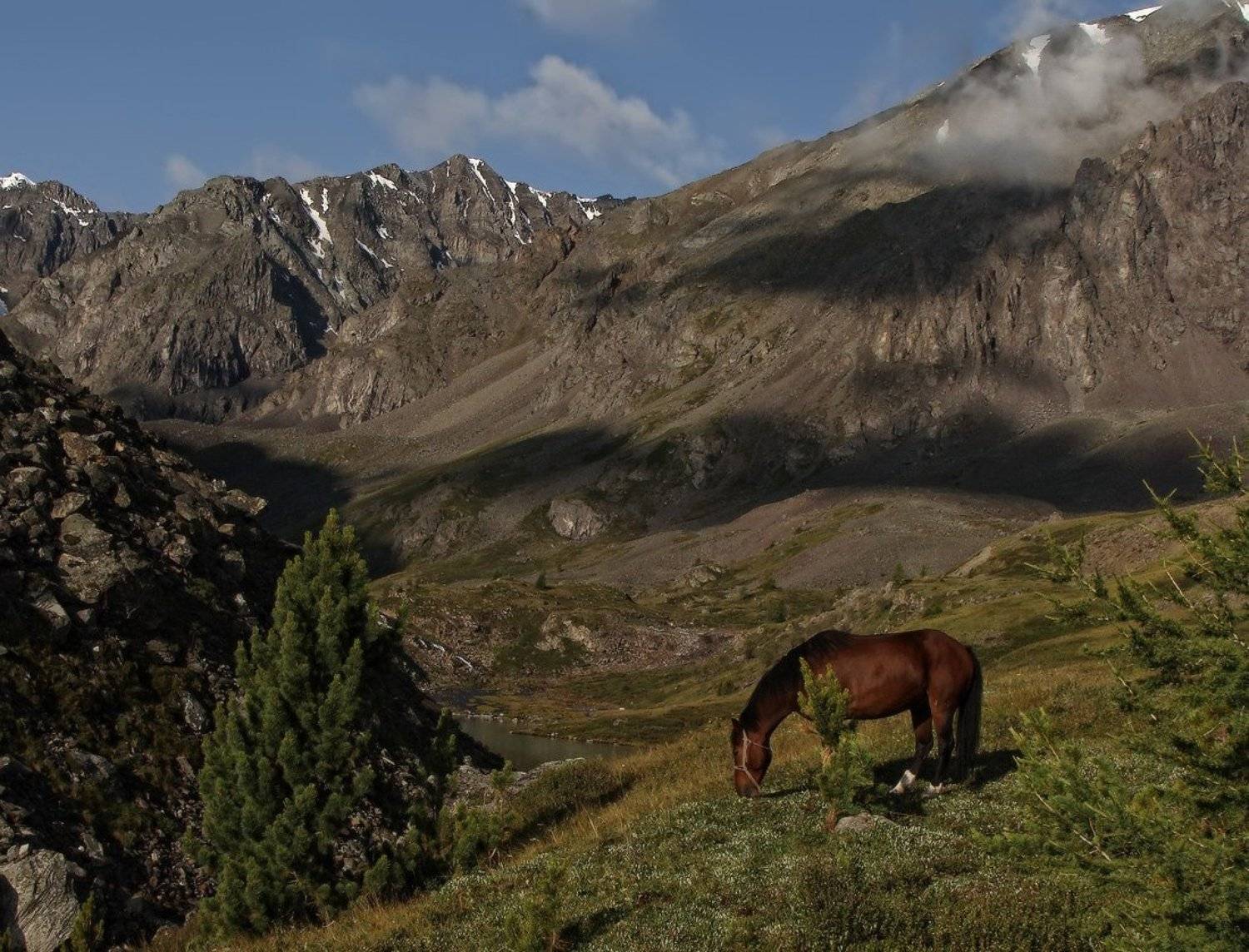 Батый. Автор: Галина Хвостенко алтай, горы, каракабак, лошади, Галина Хвостенко