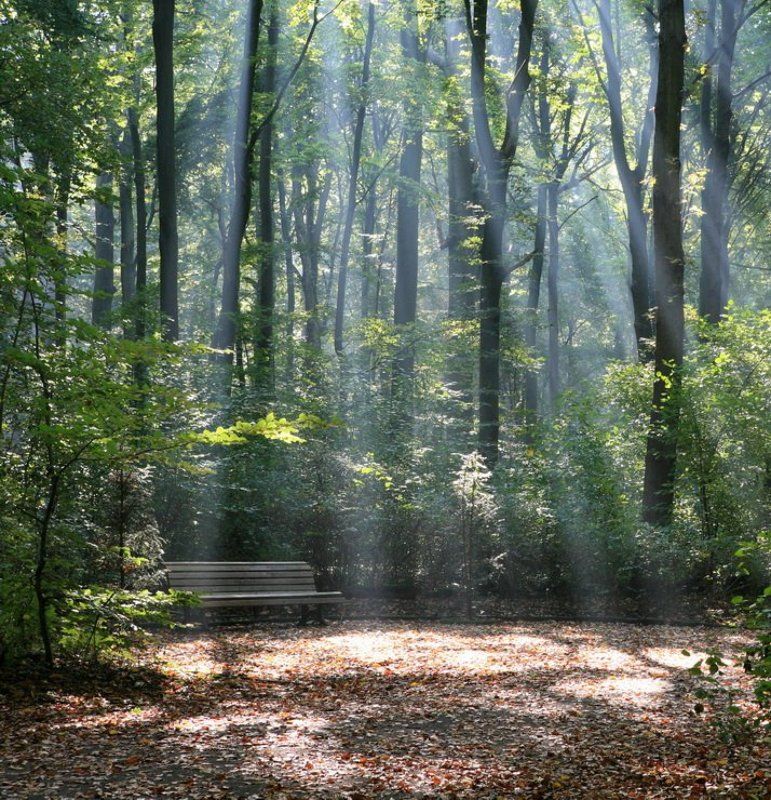 лес, свет  фото превью